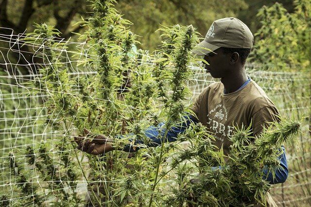 The Many Amazing Benefits of CB (Cannabigerol)